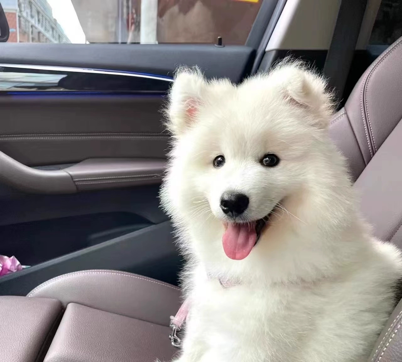 萨摩耶犬温顺不拆家好养活
